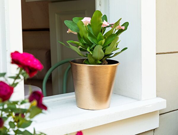 Dior Gilded Flower Pot 2.5 Lt - 1