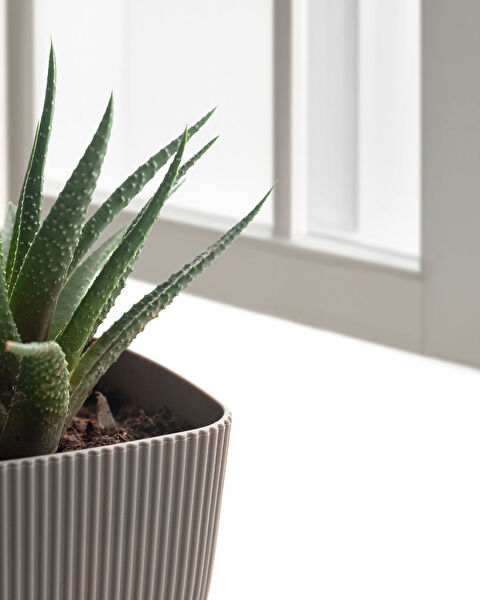 Abella Flower Pot 270 ml - 3