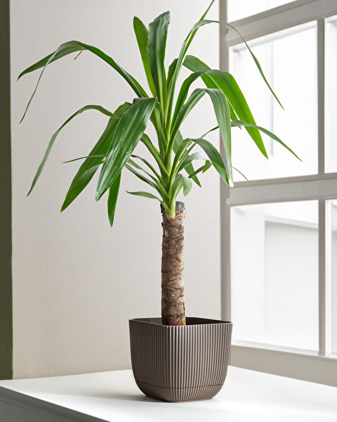 Abella Flower Pot 1800 ml - 1