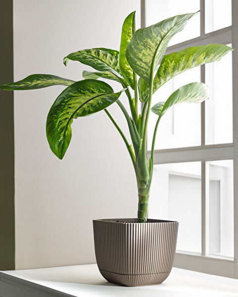 Abella Bloempot 4000 ml - 1