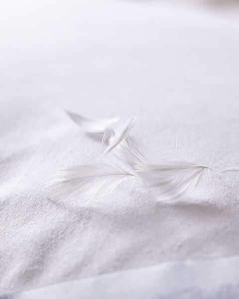 Goose Down Pillow - 4